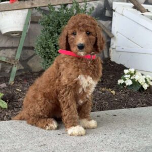 Dolly Goldendoodle
