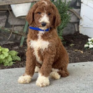Diesel Goldendoodle