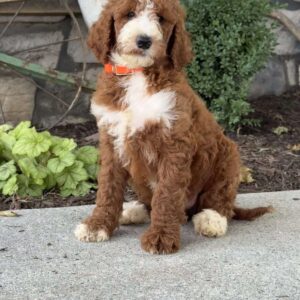 Dash Goldendoodle