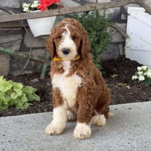 Dixie Goldendoodle
