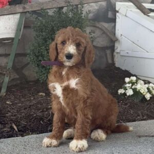Diva Goldendoodle