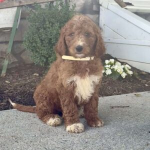 Dori Goldendoodle