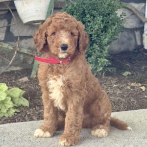 Dozer Goldendoodle