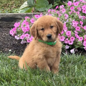 Lexi Golden Retriever