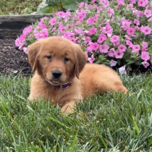 Layla Golden Retriever