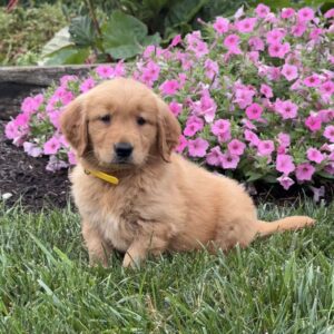 Lola Golden Retriever