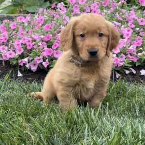 Logan Golden Retriever