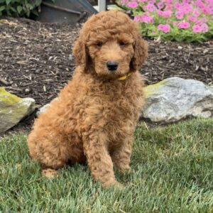 Al Goldendoodle