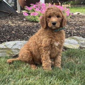 Arthur Goldendoodle