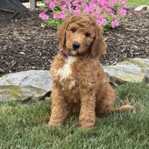 Abby Goldendoodle