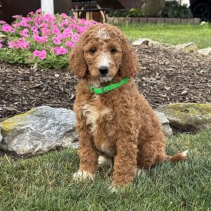 Annie Goldendoodle