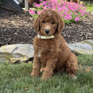 Ally Goldendoodle