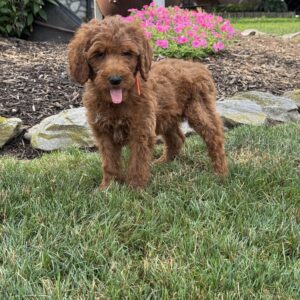 Sophia Goldendoodle