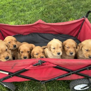 Sierra’s Golden Retriever litter