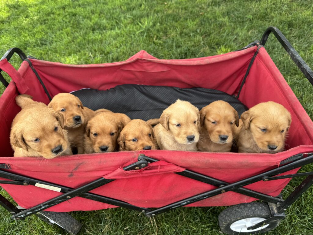 litter of golden retriever puppies