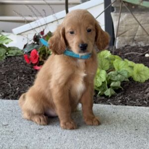 Madi Mini Goldendoodle