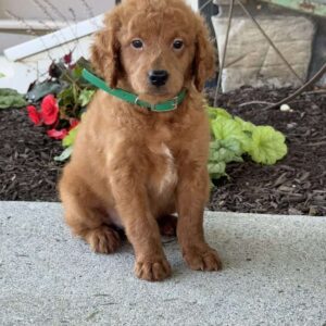 Murphy Mini Goldendoodle