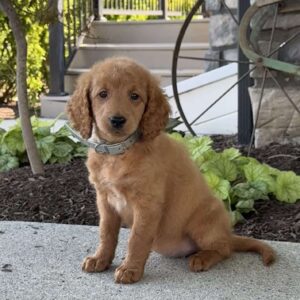 Margo Mini Goldendoodle