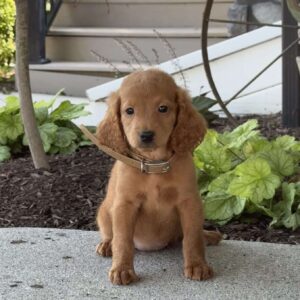 Maggie Mini Goldendoodle