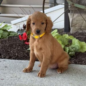 Meadow Mini Goldendoodle