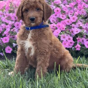 Johnny Goldendoodle