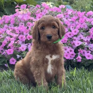 Jasper Goldendoodle
