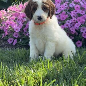 Jack Goldendoodle