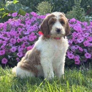 Jade Goldendoodle