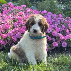 Joanna Goldendoodle