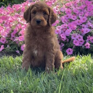 Junior Goldendoodle