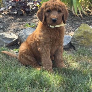 Jax Goldendoodle