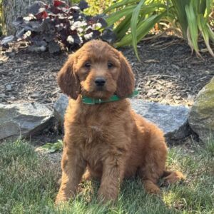 Josie Goldendoodle