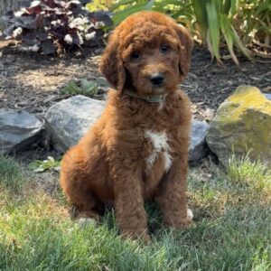 Joy Goldendoodle