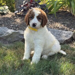 Julia Goldendoodle