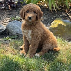 Jenny Goldendoodle