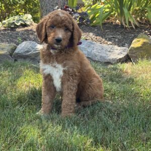 Justin Goldendoodle