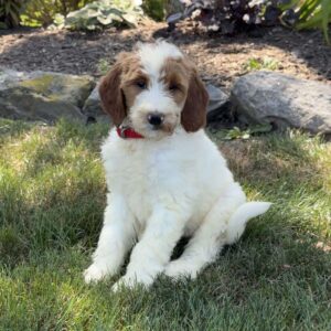 Jessica Goldendoodle