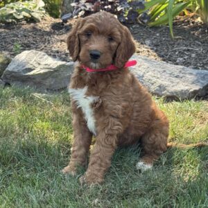 Jill Goldendoodle