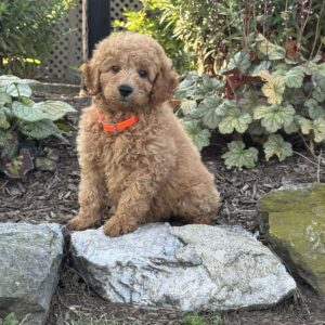 Twinkle Mini Goldendoodle