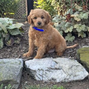 Timmy Mini Goldendoodle