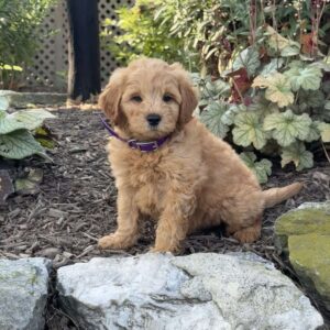 Tommy Mini Goldendoodle