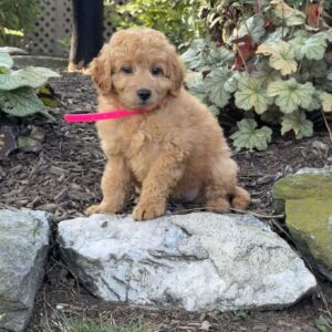 Tulip Mini Goldendoodle
