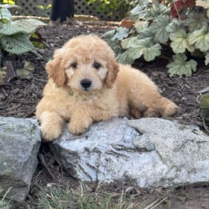 Tyson Mini Goldendoodle