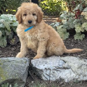 Tex Mini Goldendoodle
