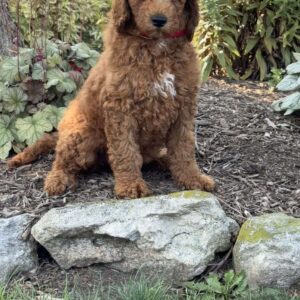 Olivia Goldendoodle