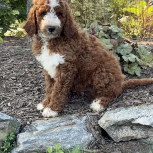Ozzy Goldendoodle