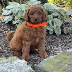 Rosie Mini Goldendoodle