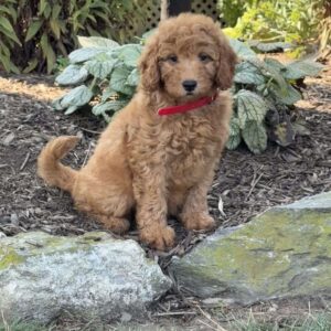 Ruby Mini Goldendoodle