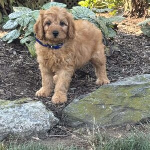 River Mini Goldendoodle