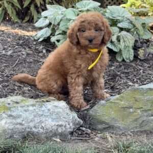 Rosa Mini Goldendoodle
